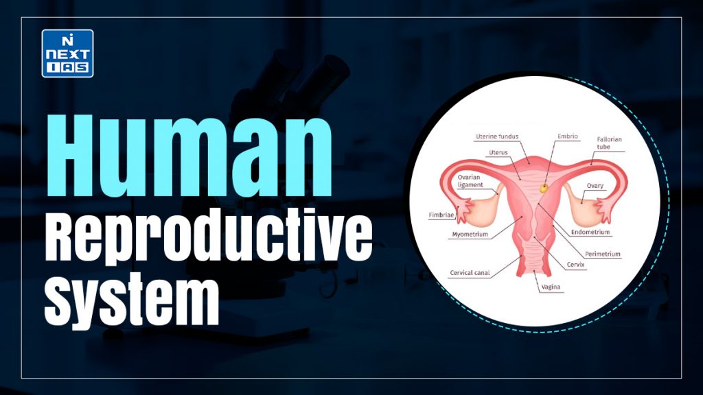 Human Reproductive System