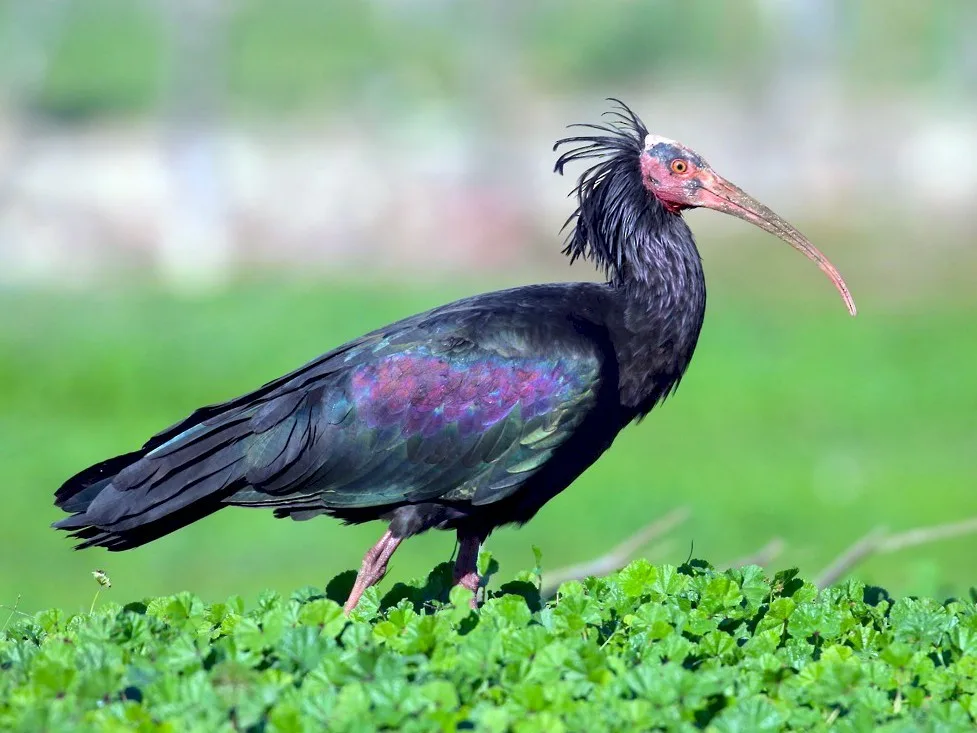 Northern Bald Ibis