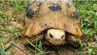 Elongated Tortoise