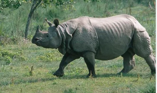 Greater one-horned Rhino