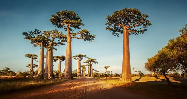 African-Baobab