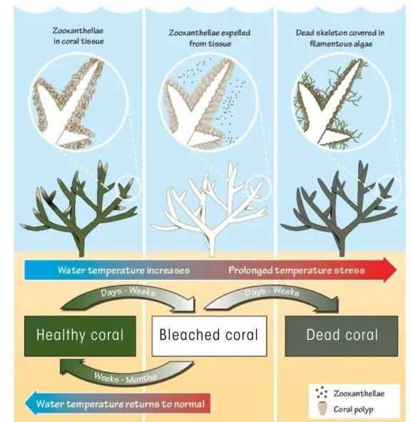 corals