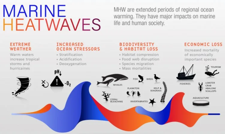 marine-heatwave