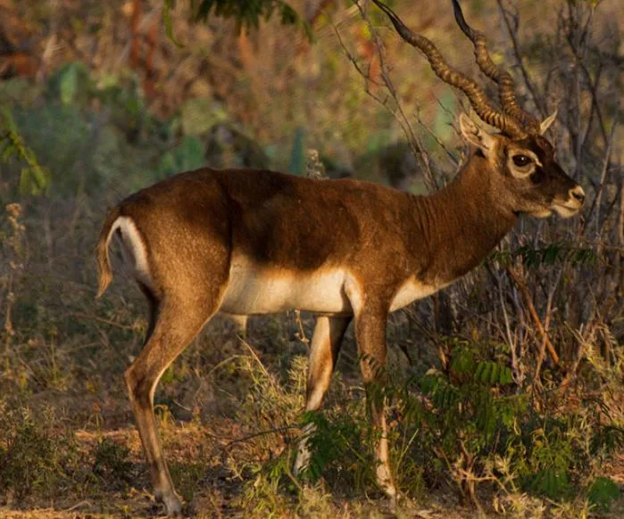 ब्लैकबक