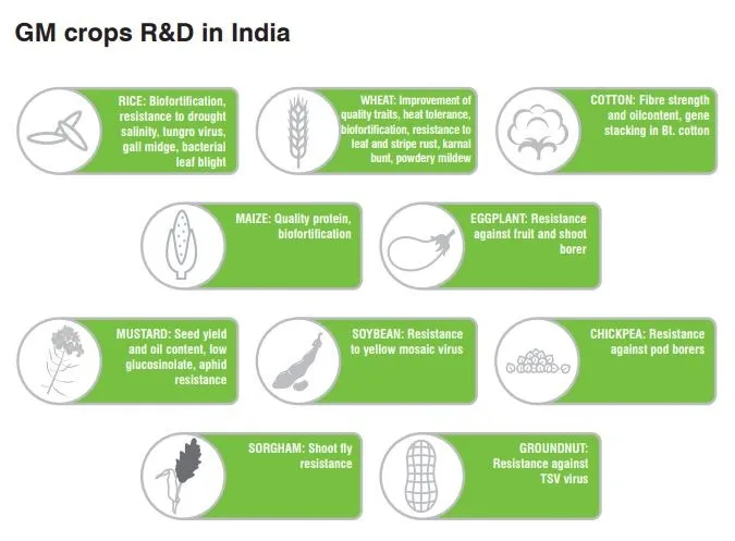 Genetically-Modified-GM-Maize