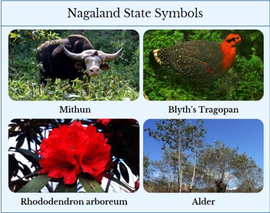 About Nagaland