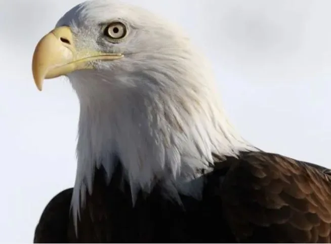 बाल्ड ईगल Bald Eagle