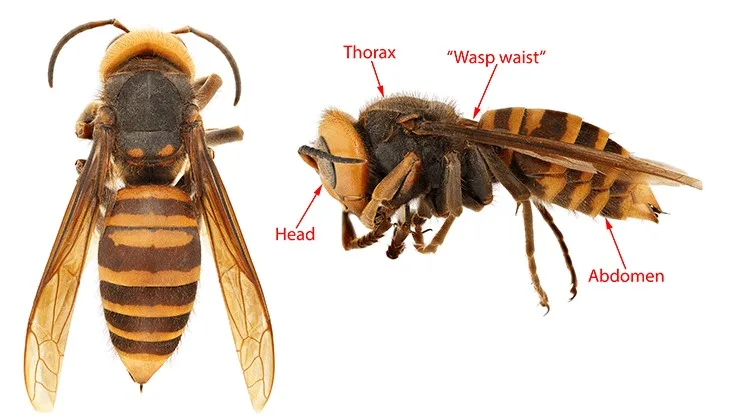 Northern Giant Hornet (Murder Hornet)