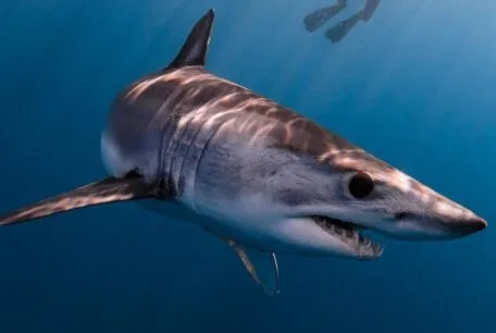 Shortfin-Mako-Shark