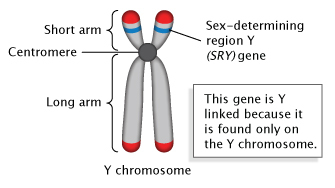 SRY-Gene-for-Gender-Identification