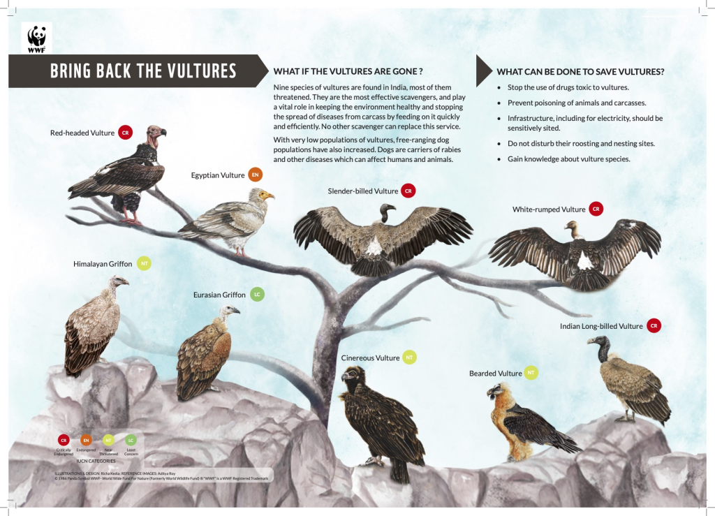 Vulture Population Increases