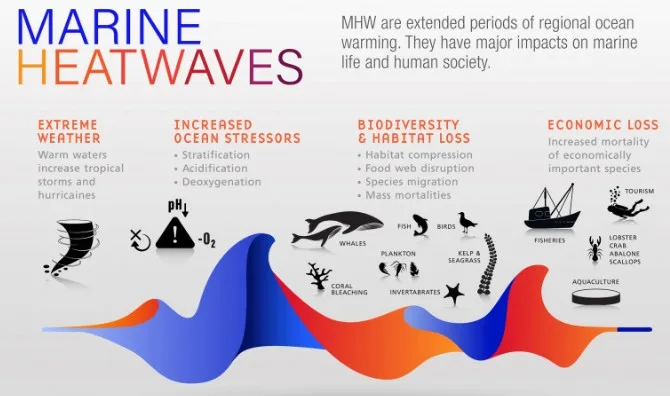 marine-heatwaves