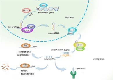 micro rnas